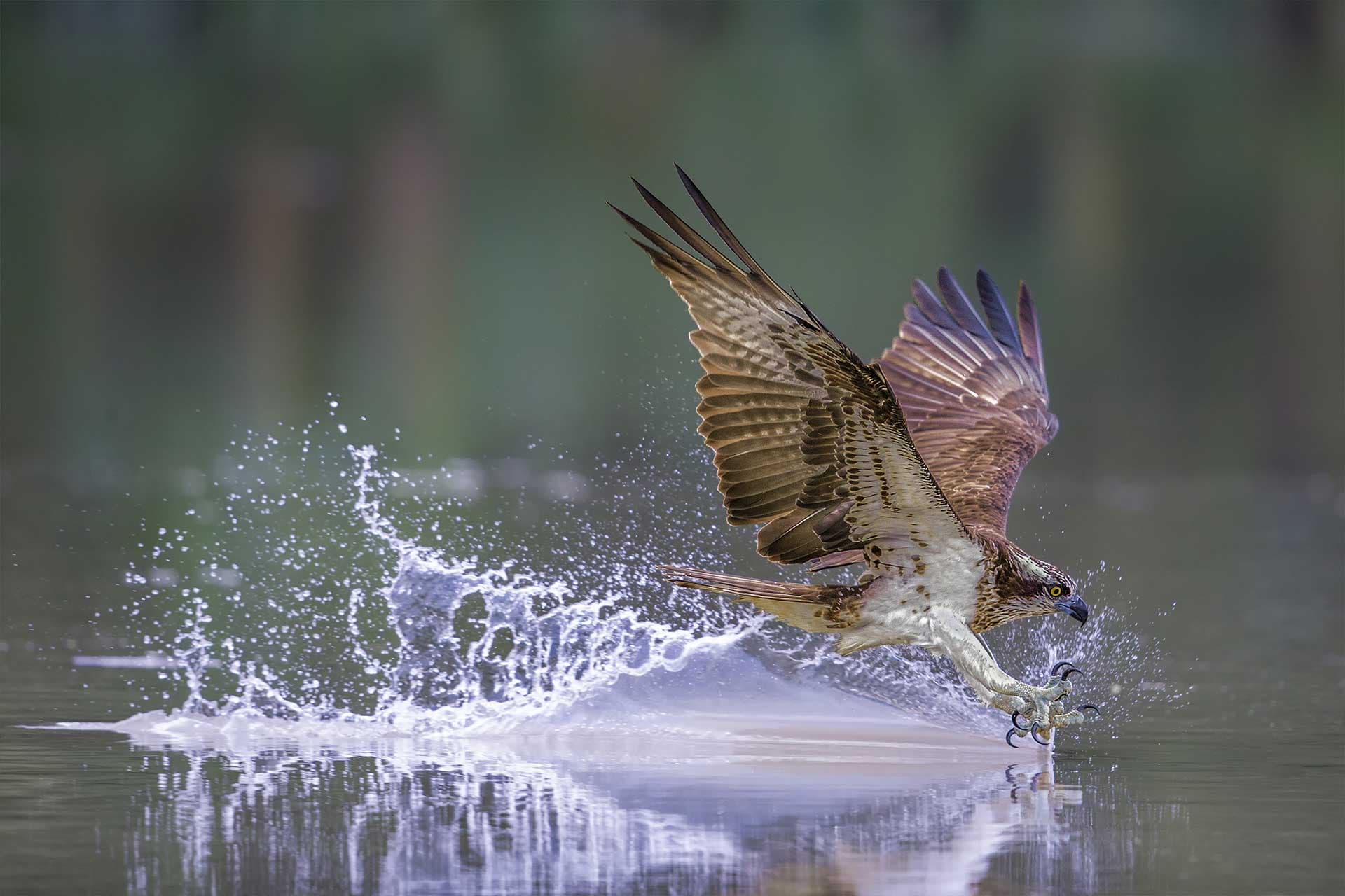 Why Osprey Property